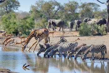 Kruger National Park, Talamati waterhole  shutterstock_780476683.jpg