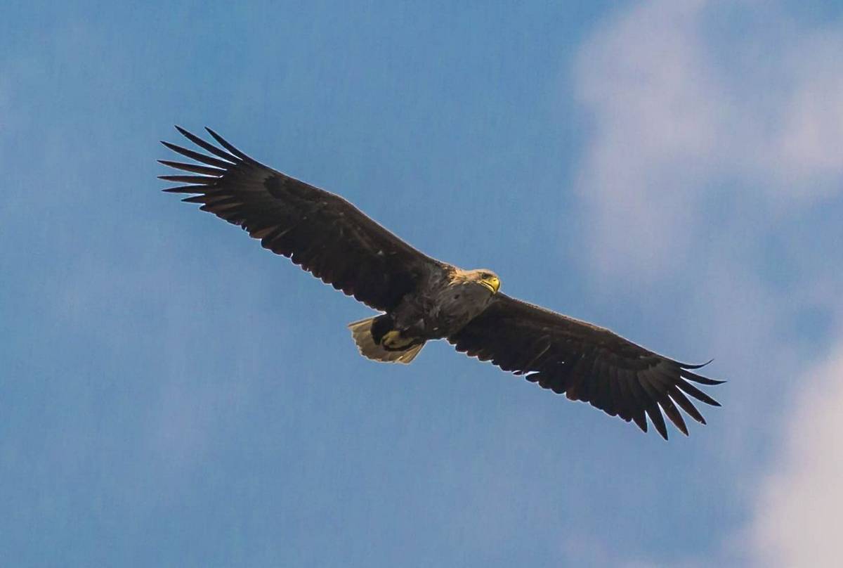 White-Tailed Eagle (Ian Tulloch)
