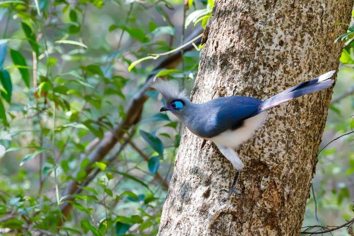 Crested Coua shutterstock_558380824.jpg