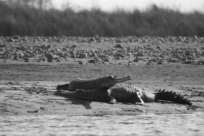Gharial crocodile, Chitwan National Park (Cliff Garrett)