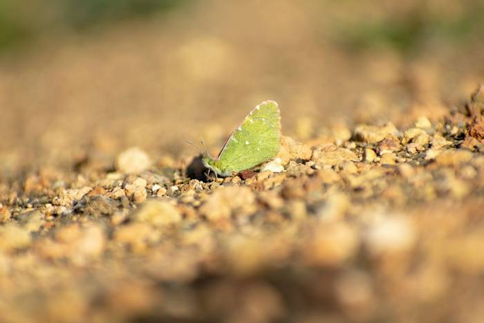 Greenish Black-Tip