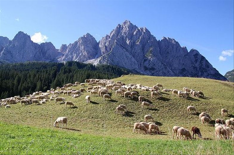 Italyscape-Dolomites-Cima Sappada.jpg