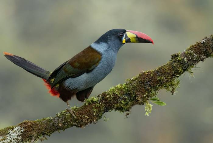 Grey-breasted Mountain Toucan (Ian Hilton).jpg