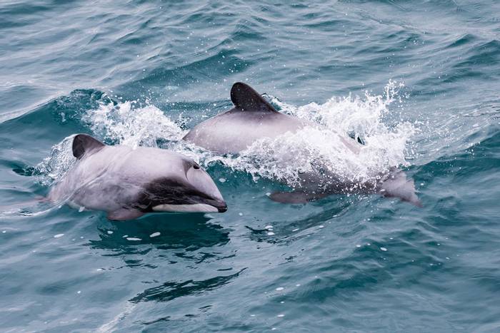 Hector's-Dolphins,-New-Zealand-shutterstock_1032530266.jpg