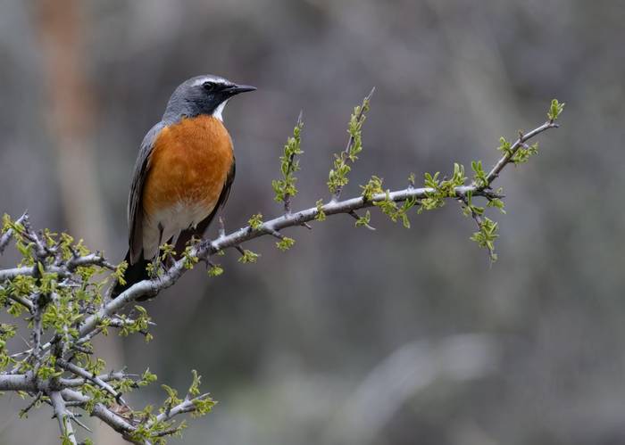 White-throated Robin © Chris Griffin, May 2025.jpg
