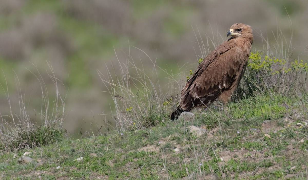 Georgia in Spring –  A Wildlife Gallery