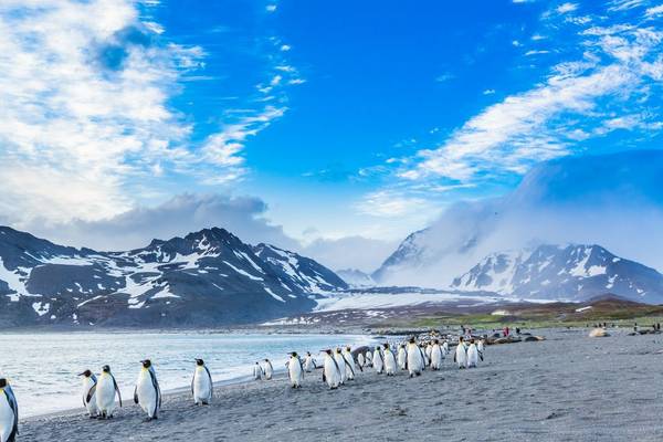 Cruising King Penguins, Antarctica Shutterstock 170880344