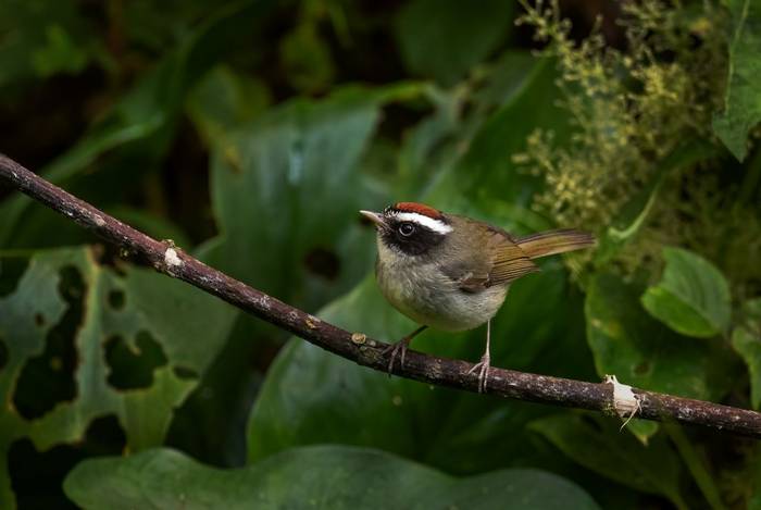 Black-cheeked Warbler.jpg