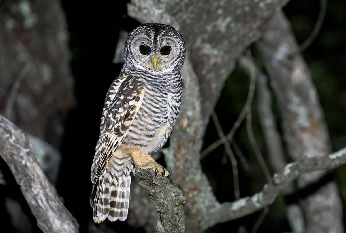 Chaco Owl