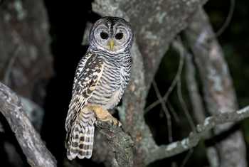 Chaco Owl