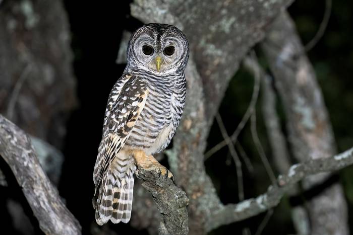 Chaco Owl