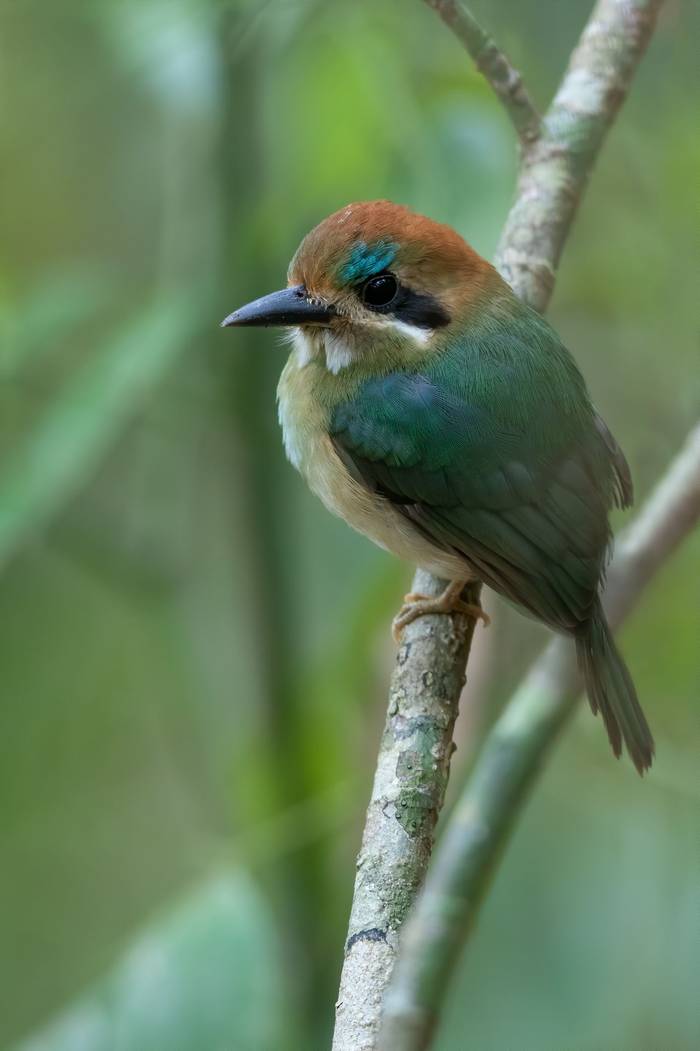 Tody Motmot, Belize shutterstock_1884380599.jpg