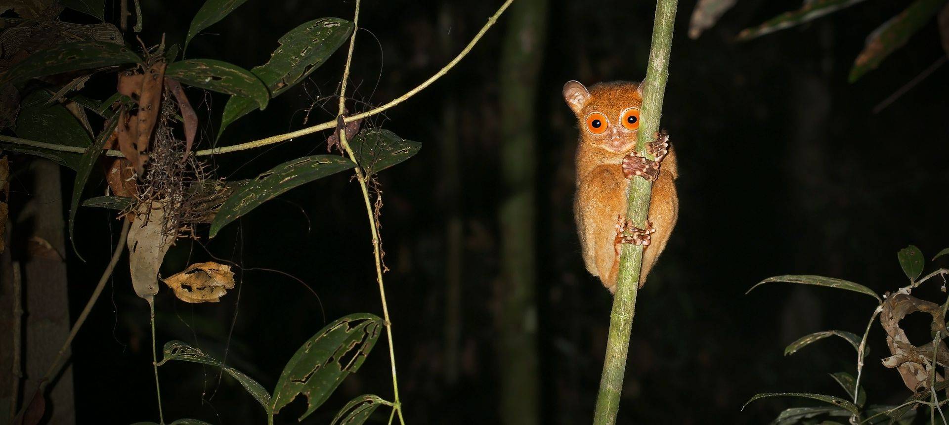 Western Or Horsfield'S Tarsier Borneo Shutterstock 165350882