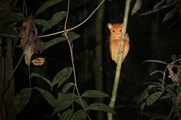 Western Or Horsfield'S Tarsier Borneo Shutterstock 165350882