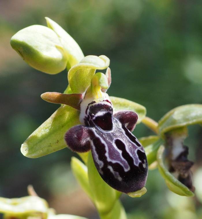 Ophrys Kotschyi Yiannis