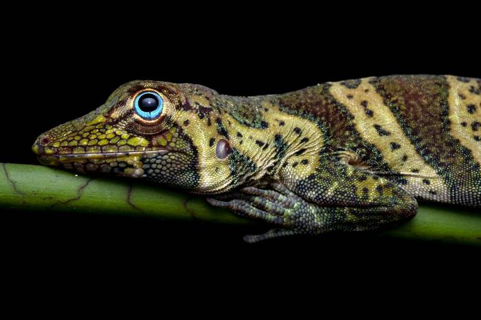 Banded Tree Anole (Anolis transversalis) © Jaime Culebras, February 2024 Naturetrek tour