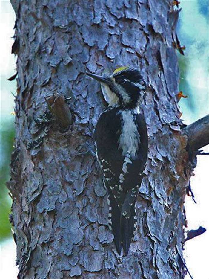 Three-toed Woodpecker (Glyn Sellors)
