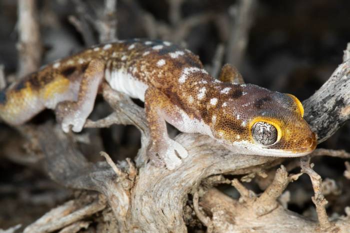 Austen's Gecko (Pachydactylus austeni) © Dan Lay, November 2022