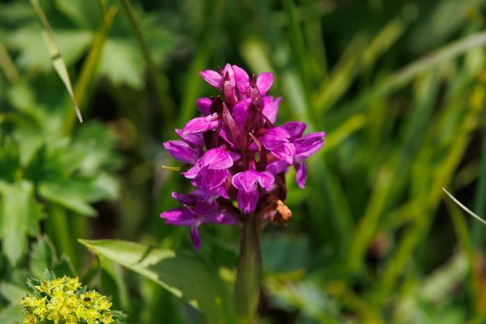 Black Sea Marsh Orchid © Giorgi Natsvlishvili, June 2025