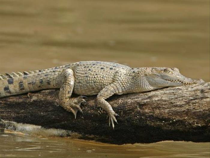 New Guinea Crocodile