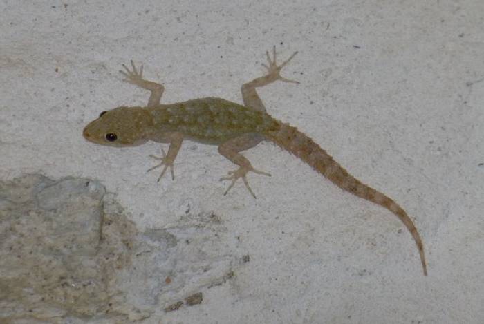 Kotschy's Gecko (Kiff Hancock)