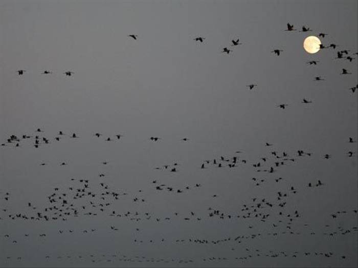 Cranes and full moon (Malcolm Stott)