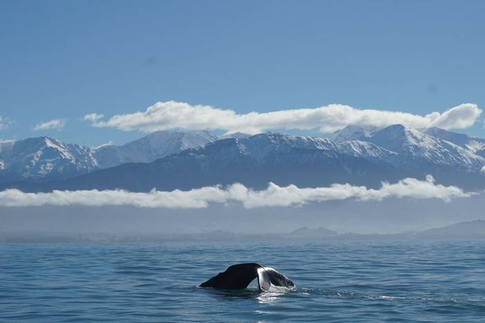 Sperm Whale, New Zealand shutterstock_1174391689.jpg