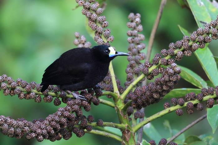 Short-tailed-Paradigalla,-Papua-New-Guinea-shutterstock_223496170.jpg
