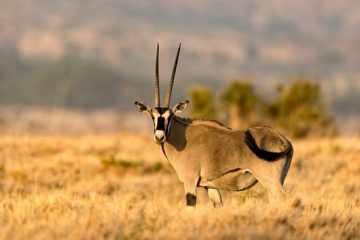 Beisa Oryx