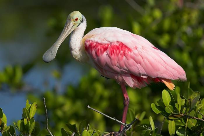 Roseate Spoonbill, Florida (David Watkins).jpg