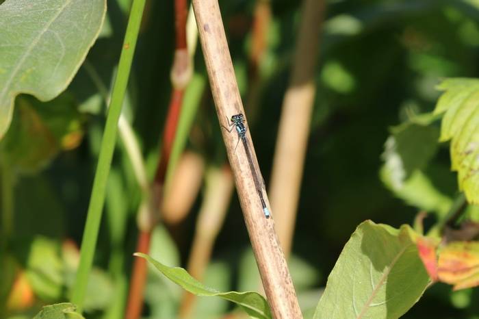 Pacific Forktail Damselfly (Brian West)
