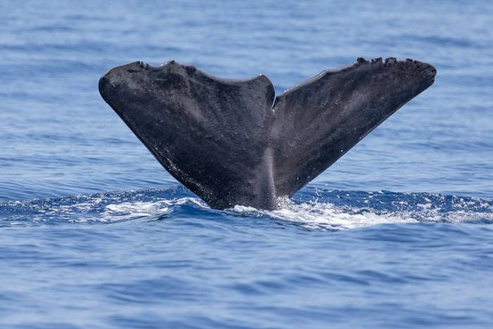 Sperm Whale (Sara Frost).jpg