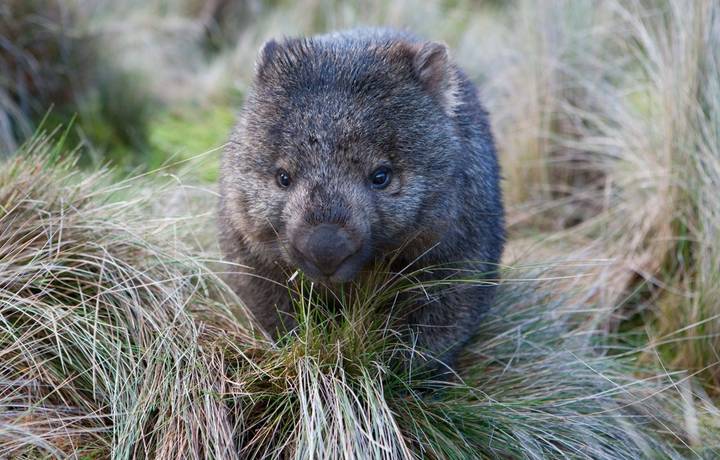 A wombat in grassland in Cradle Mountain, Tasmania A wombat in grassland in Cradle Mountain, Tasmania