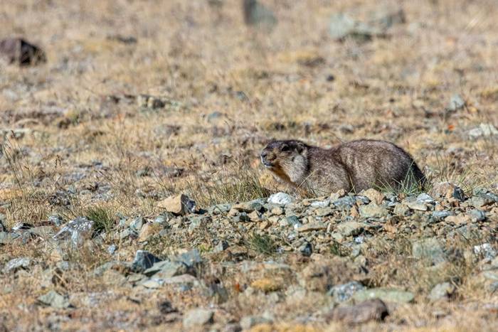 Tarbagan Marmot (Matthew Capper)