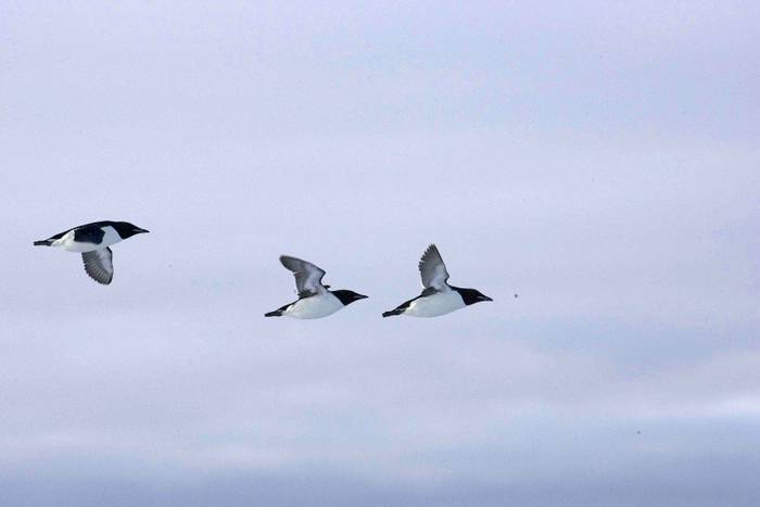 Brunnich's Guillemots