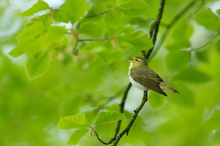 Wood warbler Phylloscopus sibilatrix, adult, perched & singing from European beech Fagus sylvatica branch, Horner Wood, Exmo…