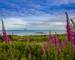 Arran Islay Jura - Island Hopping - Arran - AdobeStock_90581696.jpeg