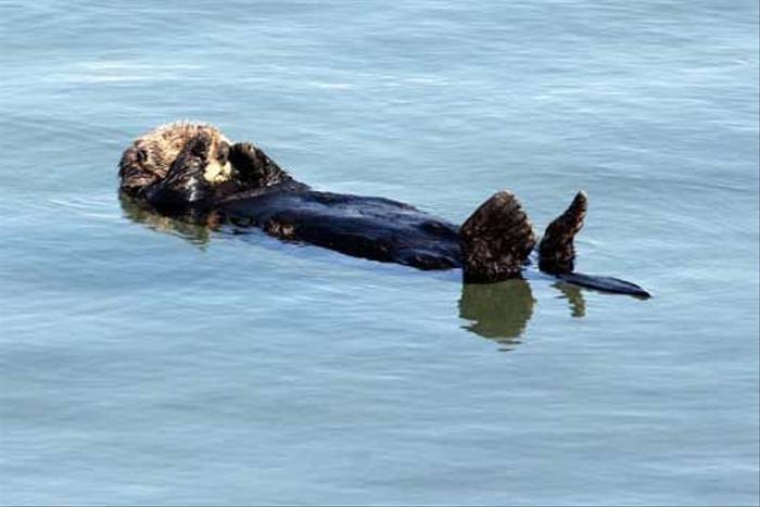 Sea Otter (Peter Dunn)