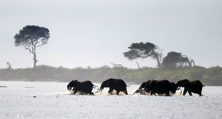 Forest Elephants, Gabon shutterstock_200751686.jpg