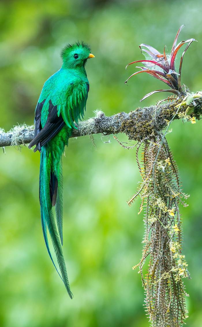 resplendent-quetzal-pharomachrus-mocinno_55180732467_o.jpg