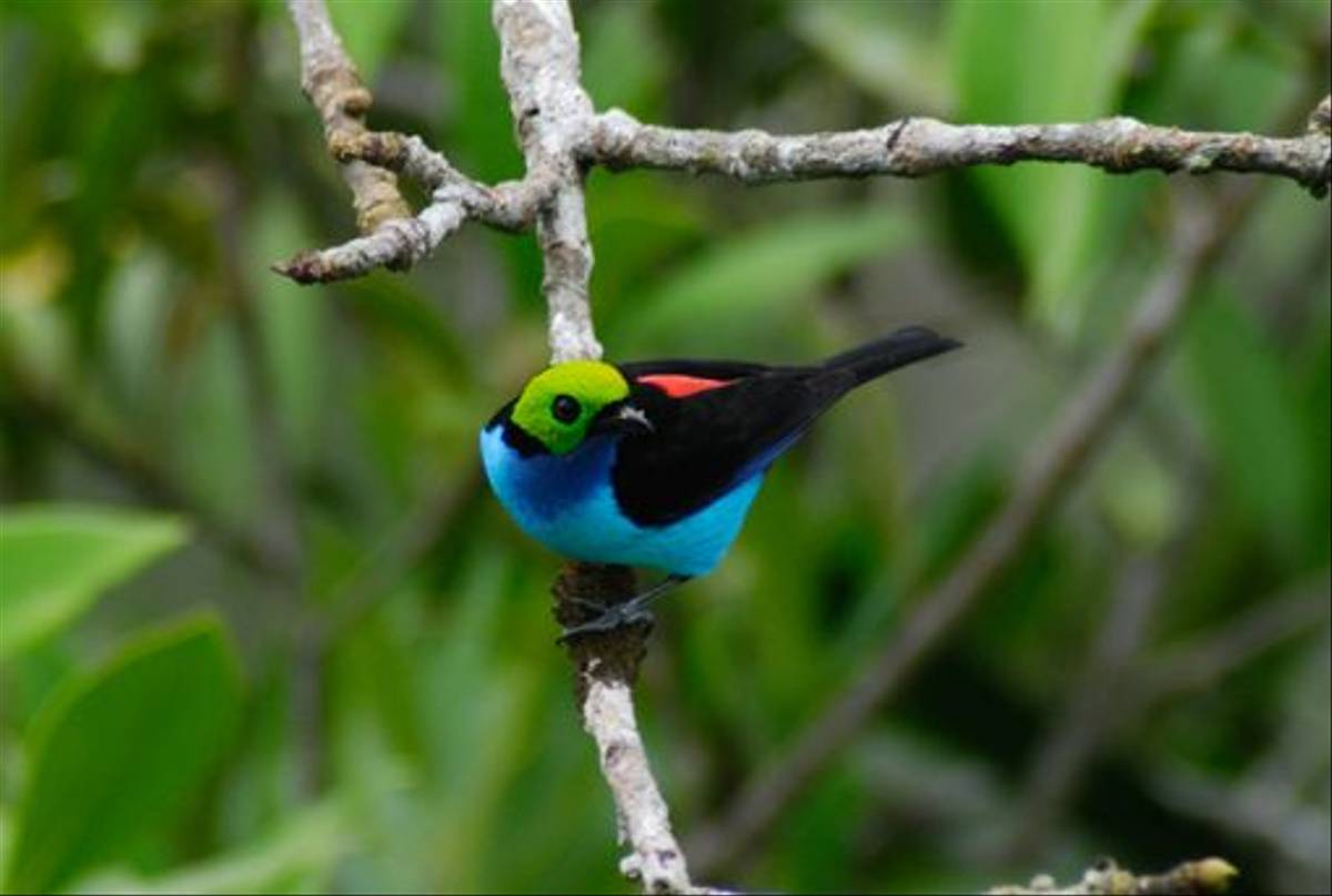 Paradise Tanager