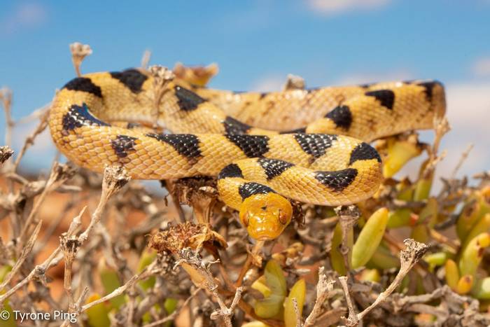 Beetz Tiger Snake (Telescopus beetzi) © Tyrone Ping