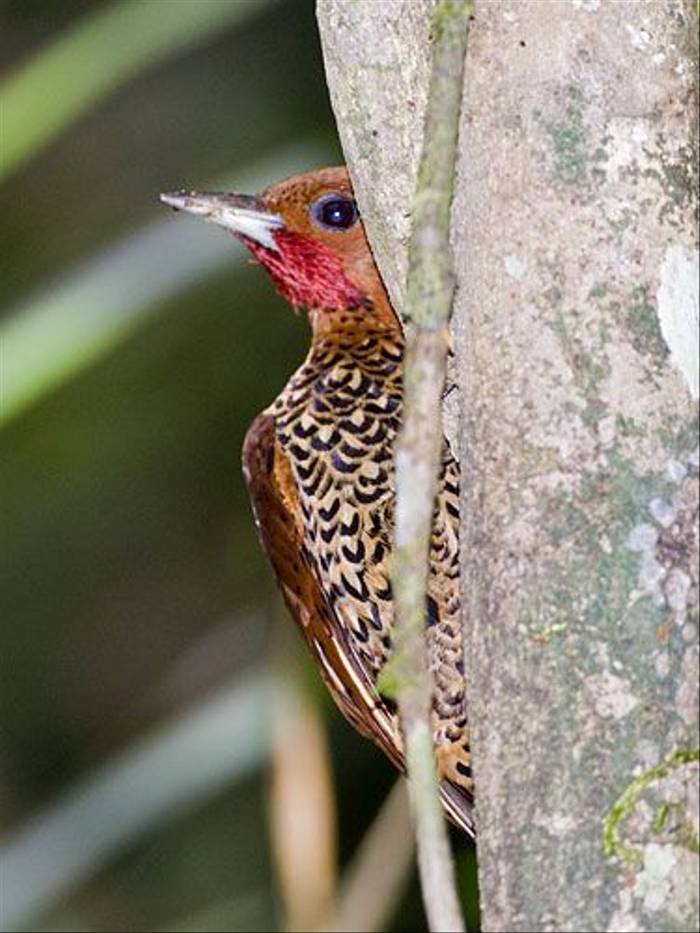 Cinnamon Woodpecker (David Tipling)
