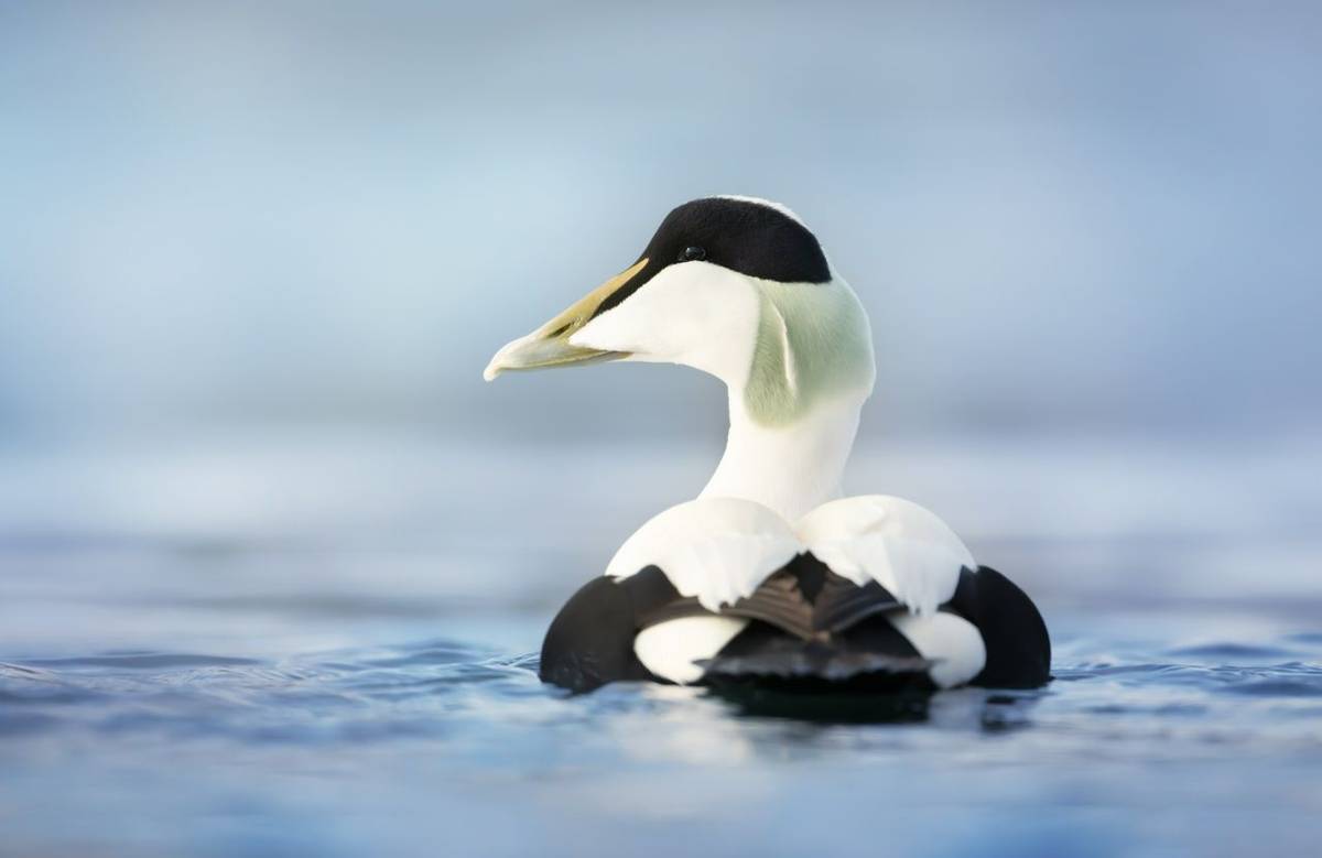 Close up of a male common eider (Somateria mollissima) in water, Norway.