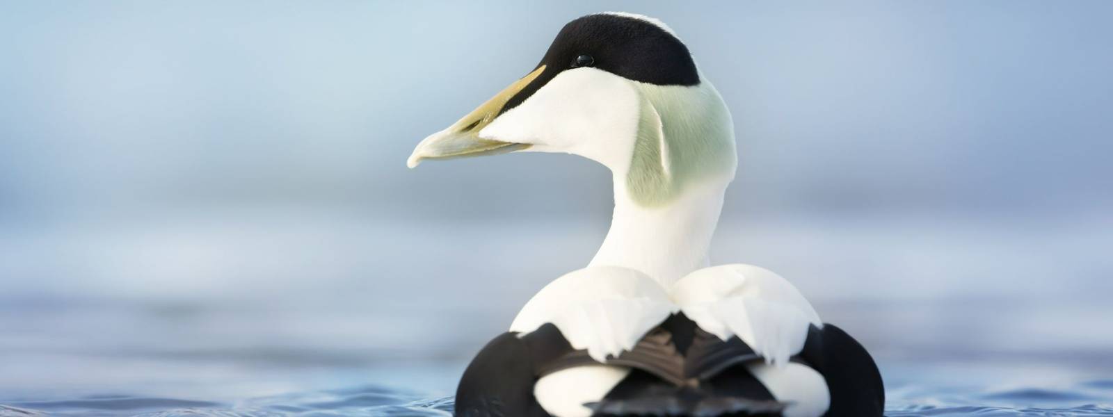 Close up of a male common eider (Somateria mollissima) in water, Norway.