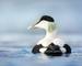 Close up of a male common eider (Somateria mollissima) in water, Norway.