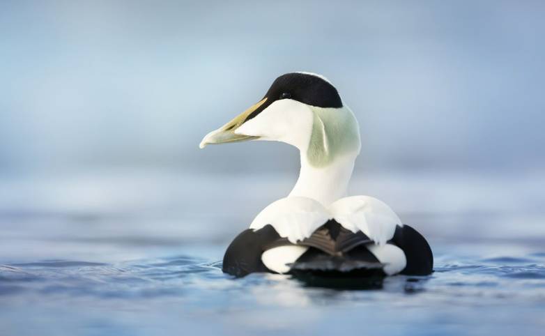 Close up of a male common eider (Somateria mollissima) in water, Norway.
