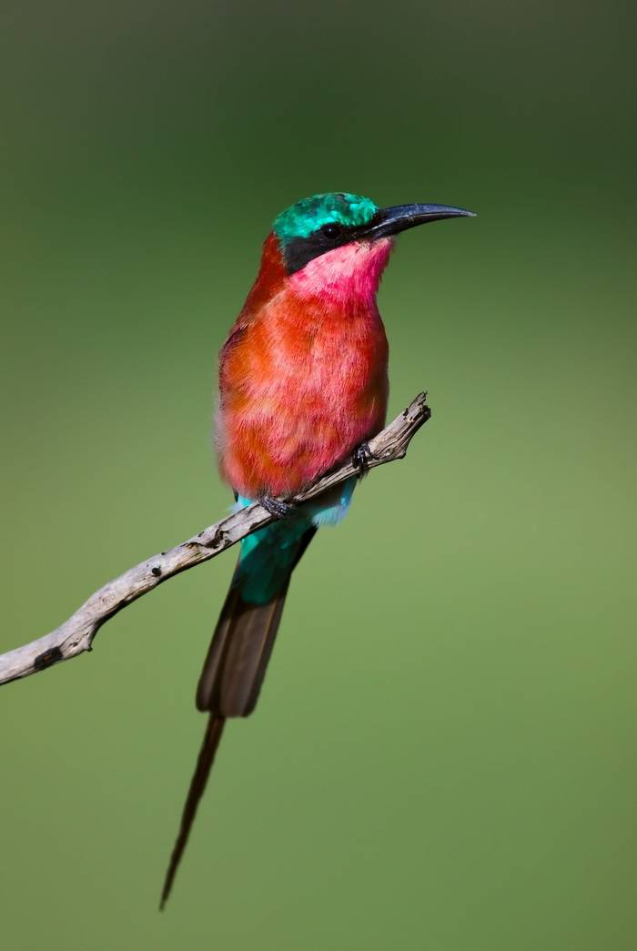 Carmine Bee-eater (Johan Swanepoel).jpg