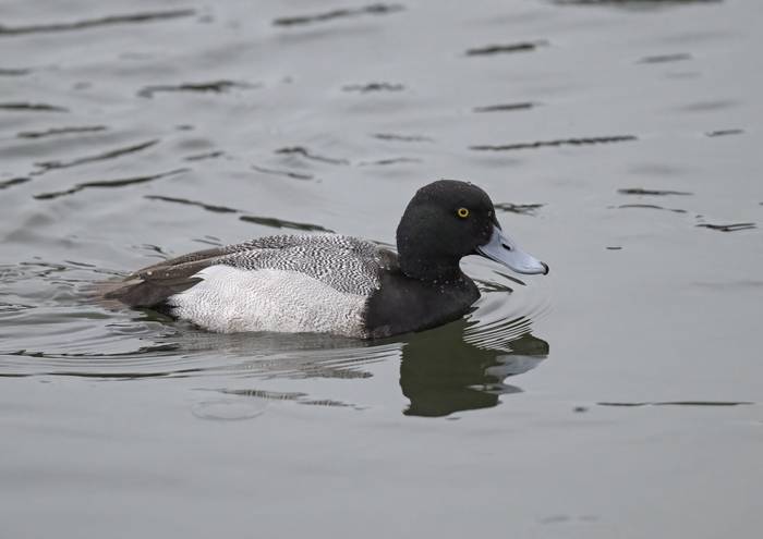 Drake Lesser Scaup_Adrian Langdon.jpg