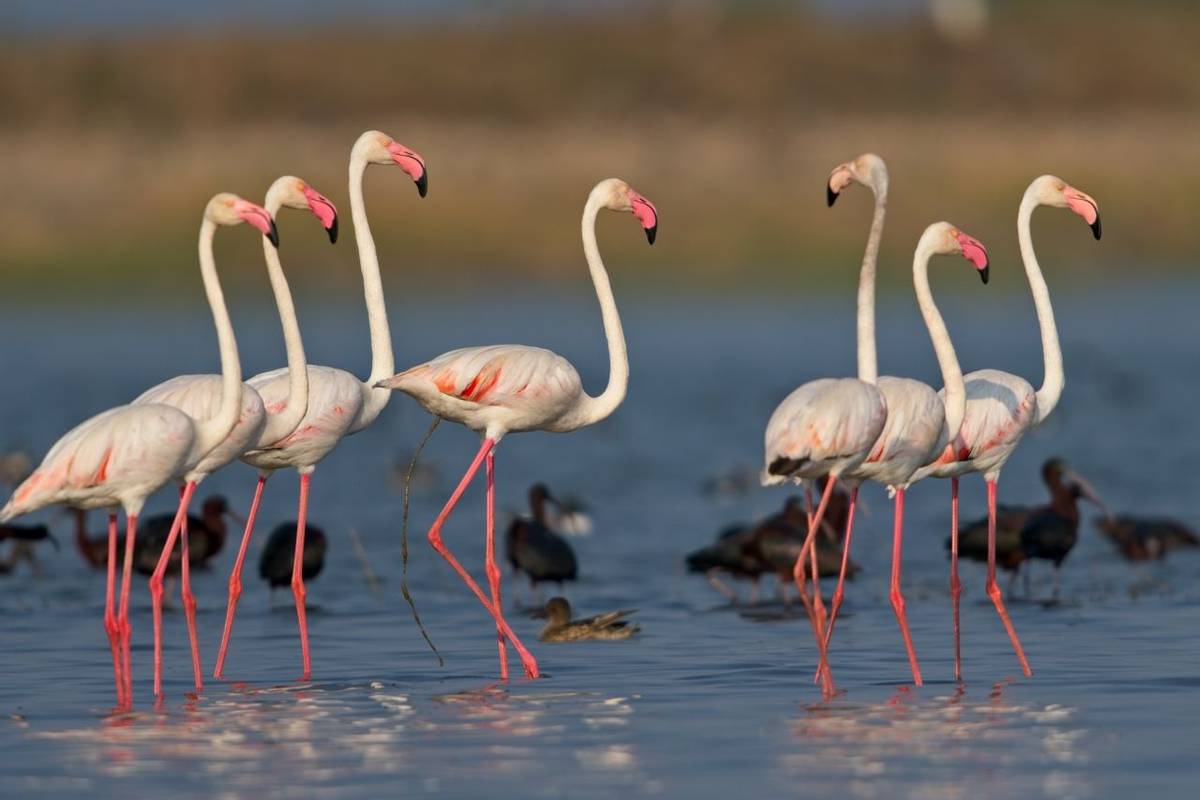 Greater Flamingo shutterstock_1657282333.jpg
